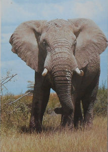 Cartes · Cartes postales Afrique