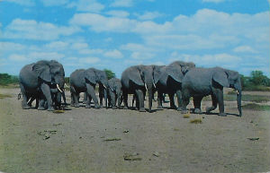 Cartes · Cartes postales Afrique