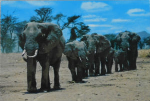 Cartes · Cartes postales Afrique