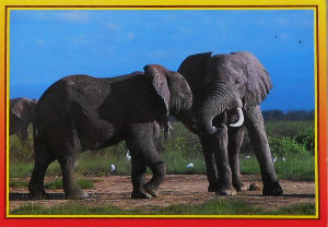 Cartes · Cartes postales Afrique