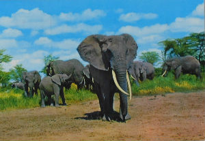 Cartes · Cartes postales Afrique