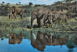 Cartes · Cartes postales Afrique