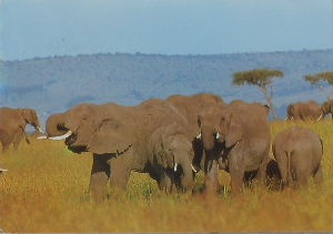 Cartes · Cartes postales Afrique