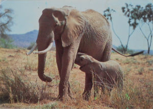 Cartes · Cartes postales Afrique