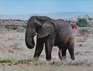 Cartes · Cartes postales Afrique