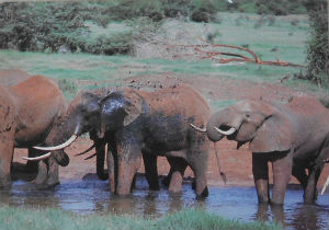 Cartes · Cartes postales Afrique