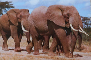 Cartes · Cartes postales Afrique