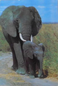 Cartes · Cartes postales Afrique