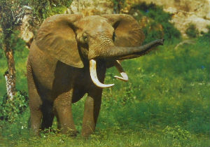 Cartes · Cartes postales Afrique