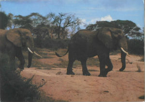 Cartes · Cartes postales Afrique
