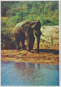 Cartes · Cartes postales Afrique