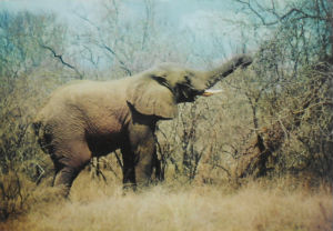 Cartes · Cartes postales Afrique