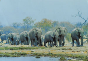 Cartes · Cartes postales Afrique
