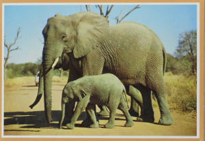 Cartes · Cartes postales Afrique