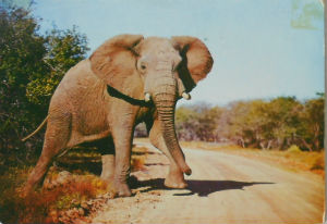 Cartes · Cartes postales Afrique