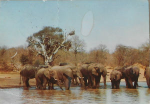 Cartes · Cartes postales Afrique