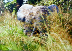 Cartes · Cartes postales Afrique