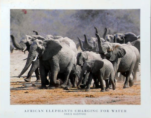 Cartes · Cartes postales Afrique