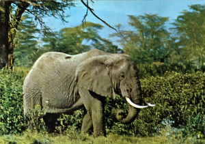 Cartes · Cartes postales Afrique