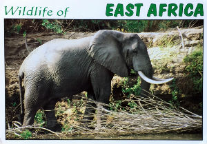 Cartes · Cartes postales Afrique