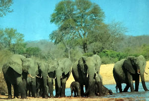 Cartes · Cartes postales Afrique