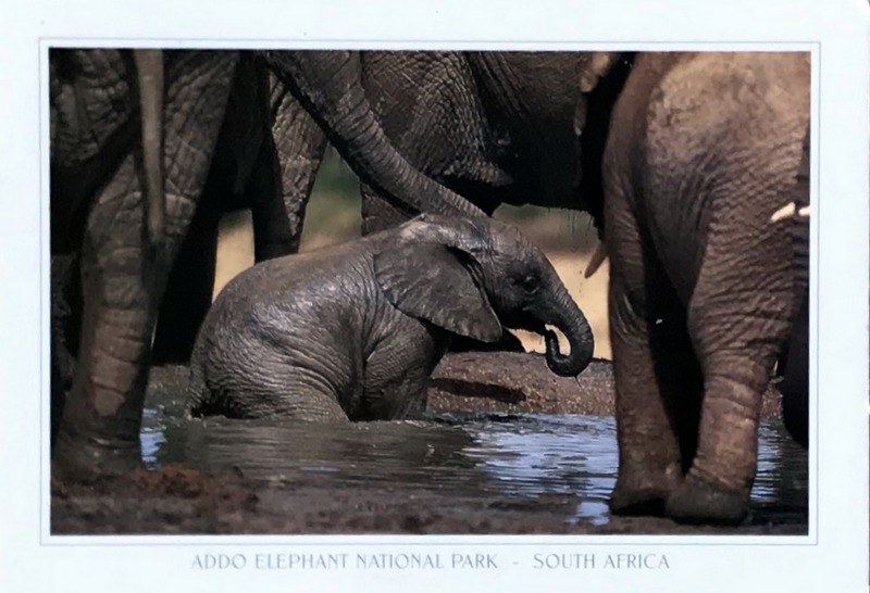 Cartes · Cartes postales Afrique