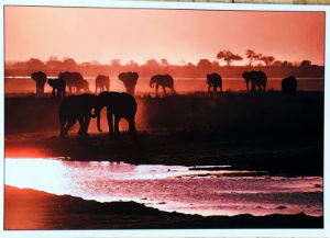Cartes · Cartes postales Afrique