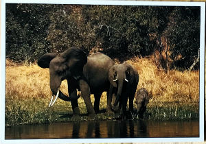 Cartes · Cartes postales Afrique