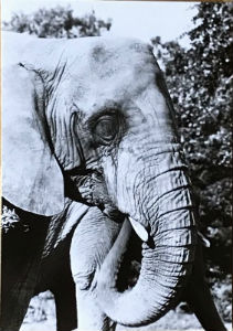 Cartes · Cartes postales Afrique