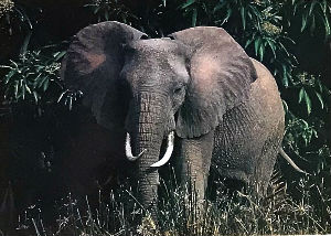 Cartes · Cartes postales Afrique
