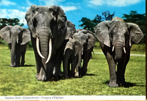 Cartes · Cartes postales Afrique