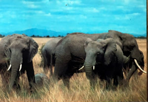 Cartes · Cartes postales Afrique