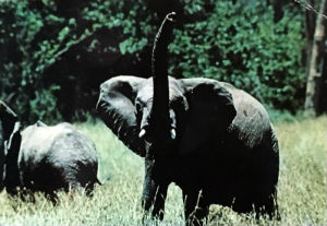 Cartes · Cartes postales Afrique