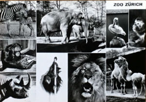 Cartes · Cartes postales Asie - Éléphants d'Asie