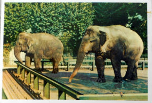 Cartes · Cartes postales Asie - Cambodge, Inde, Laos, Sri Lanka