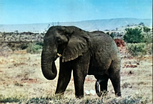 Cartes · Cartes postales Afrique