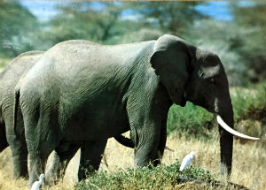 Cartes · Cartes postales Afrique