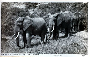 Cartes · Cartes postales Afrique