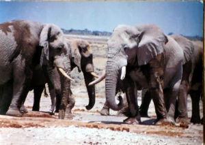 Cartes · Cartes postales Afrique
