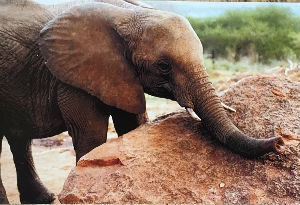 Cartes · Cartes postales Afrique