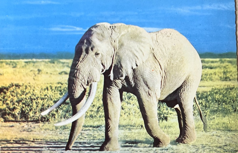 Cartes · Cartes postales Afrique