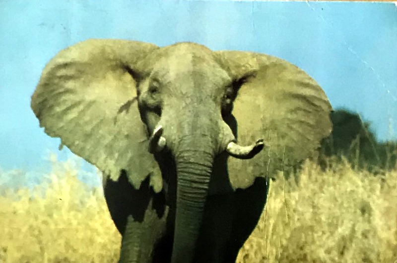 Cartes · Cartes postales Afrique
