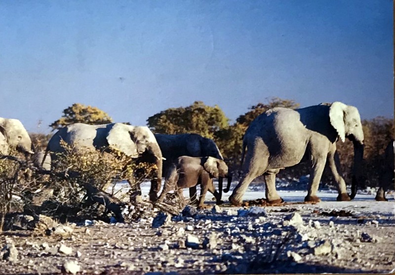 Cartes · Cartes postales Afrique