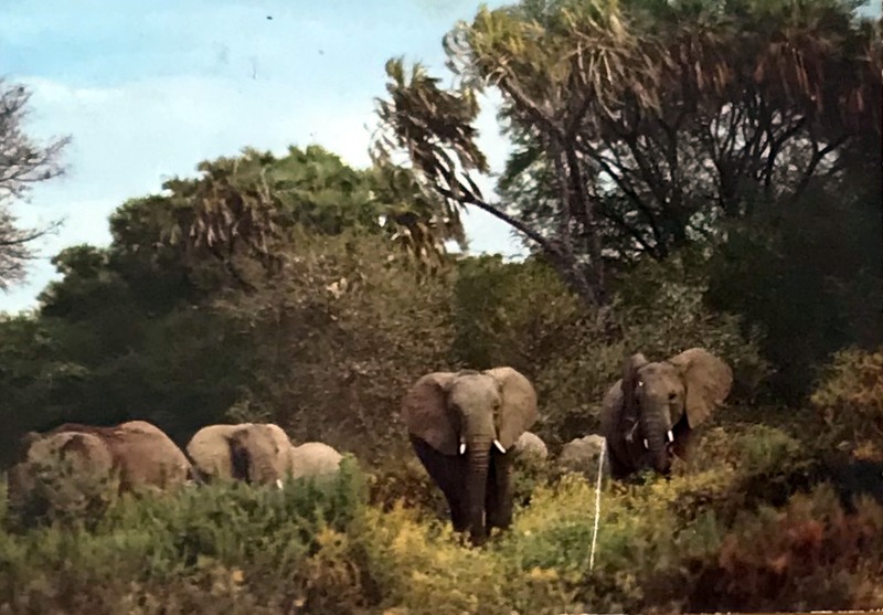 Cartes · Cartes postales Afrique