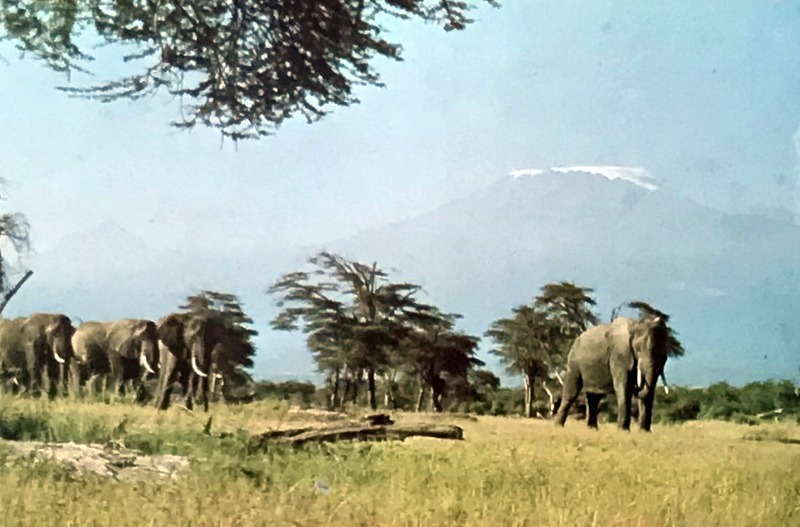 Cartes · Cartes postales Afrique