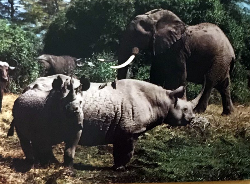 Cartes · Cartes postales Afrique