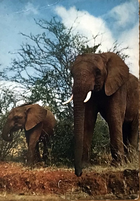 Cartes · Cartes postales Afrique