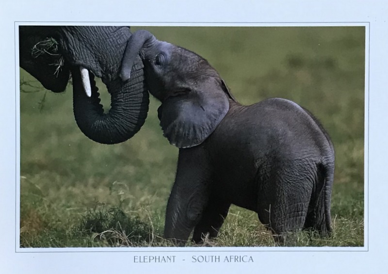 Cartes · Cartes postales Afrique