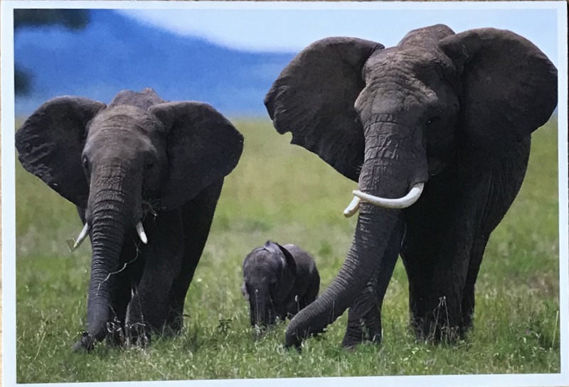 Cartes · Cartes postales Afrique