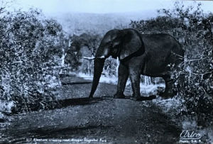 Cartes · Cartes postales Afrique